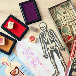 Anatomy Stamp Set