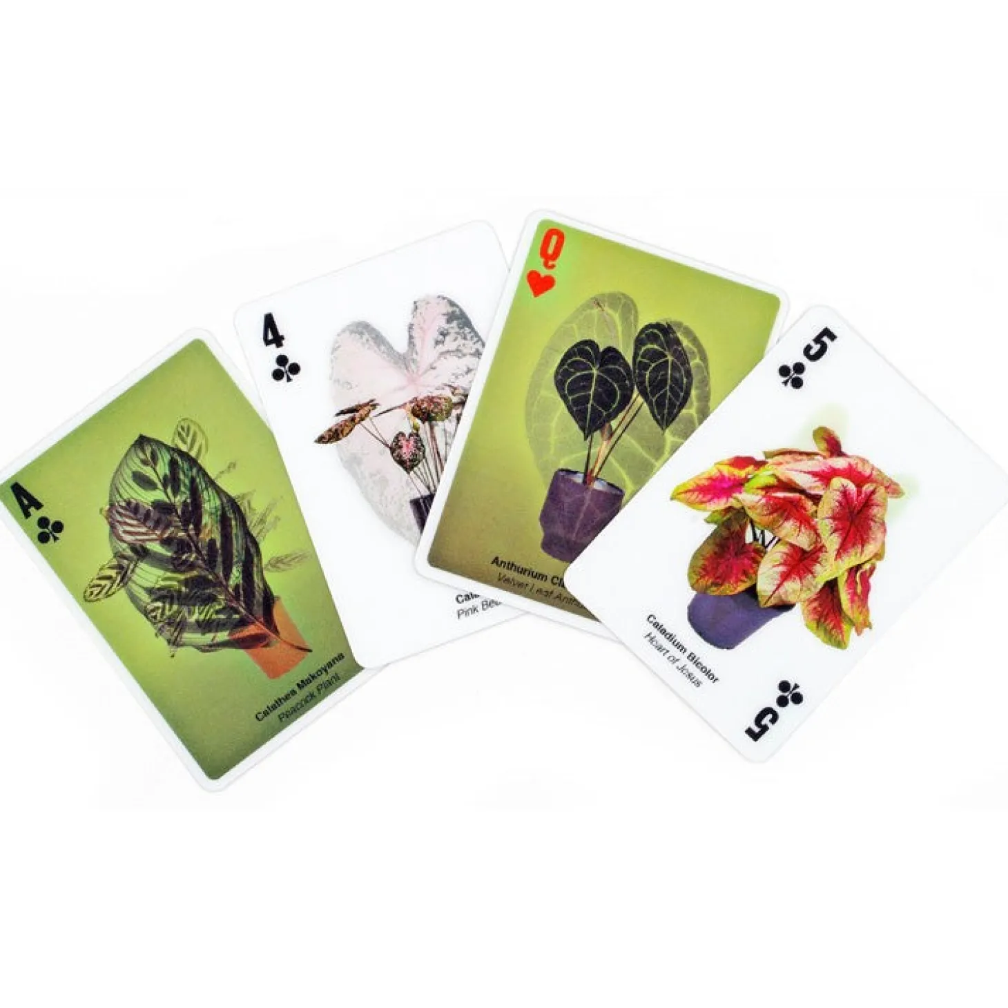 3D Plant Cards