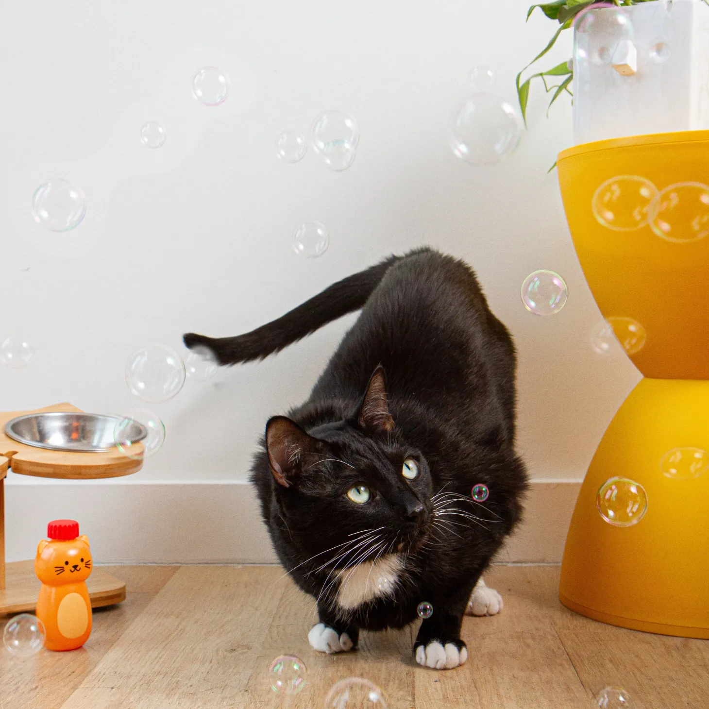 Kiko Catnip Bubbles