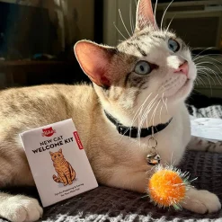 Kiko New Cat Welcome Kit