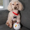 Kobe Chicken Dog Ball