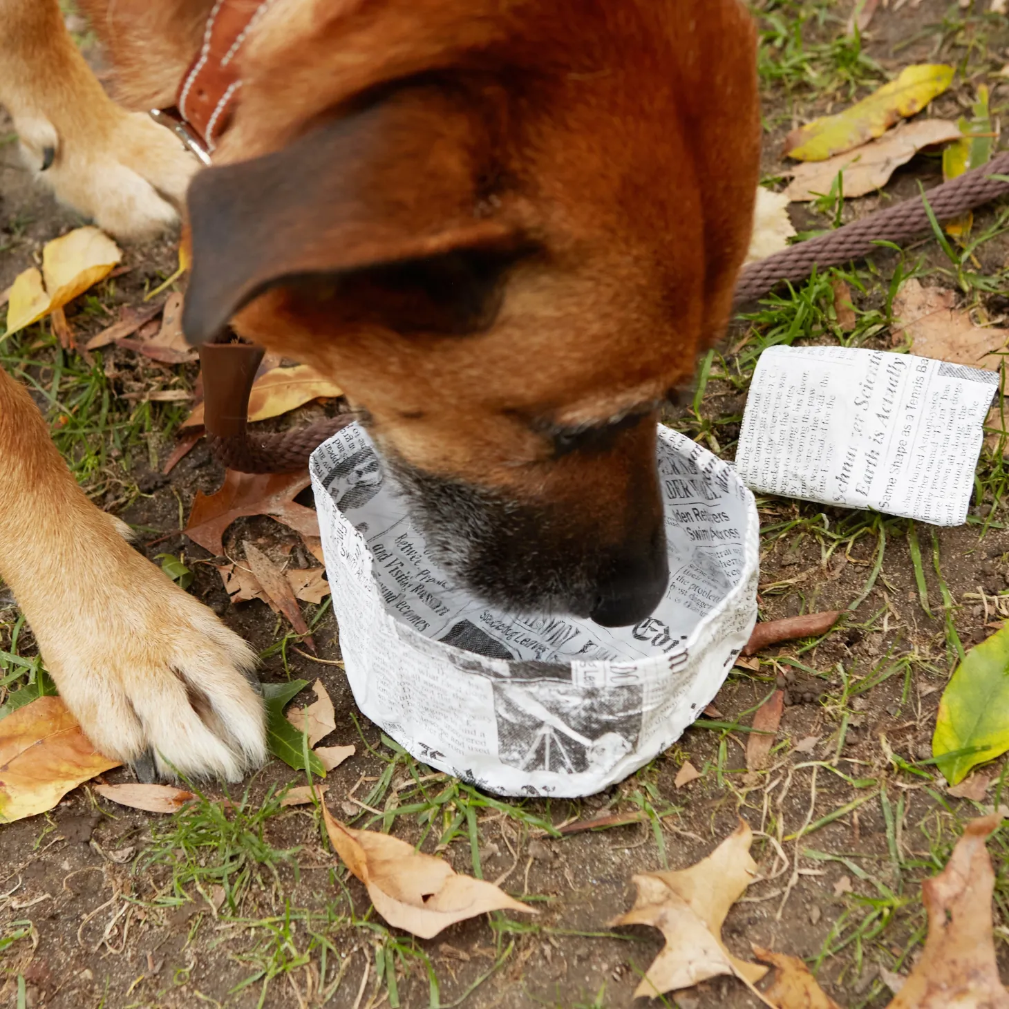 Kobe Fake News Water Bowl