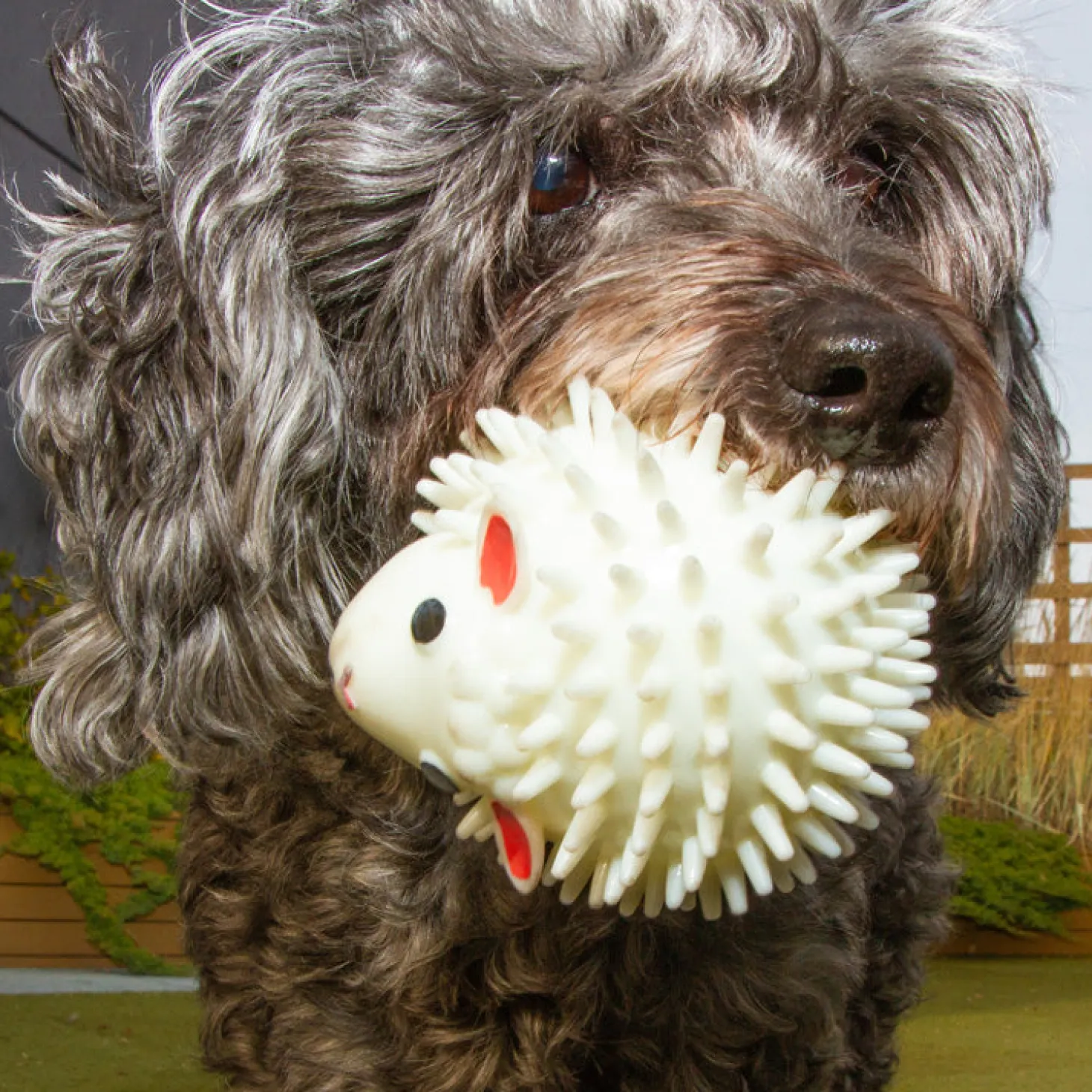 Kobe Sheep Dog Ball