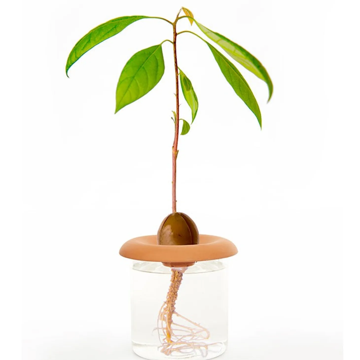 Terracotta Seed Sprouters