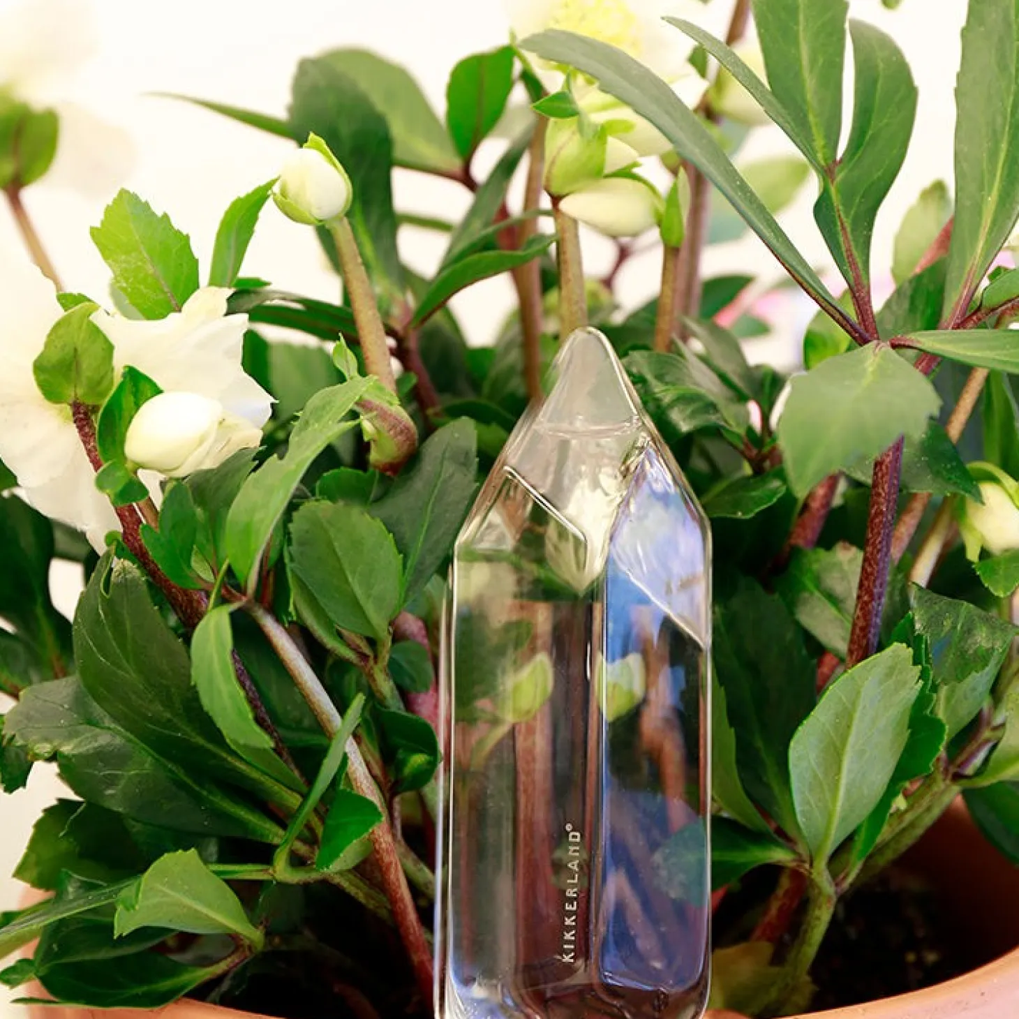 Water From A Crystal